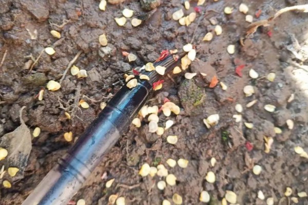 辣椒育苗方法，将种子与草木灰混匀再撒播