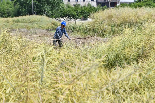 大面积油菜如何收割，可以使用收割机进行收割