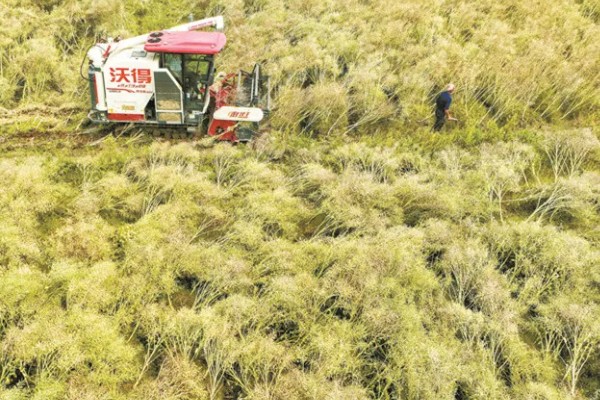 大面积油菜如何收割，可以使用收割机进行收割