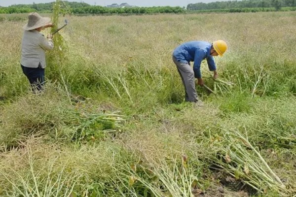 大面积油菜如何收割，可以使用收割机进行收割
