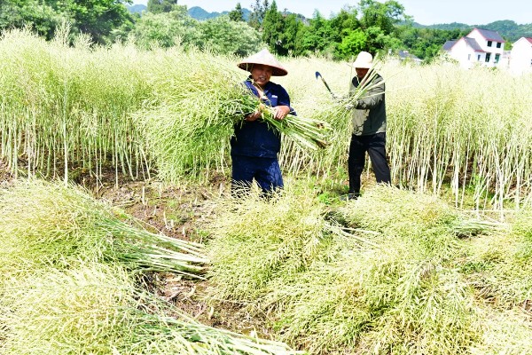 大面积油菜如何收割，可以使用收割机进行收割
