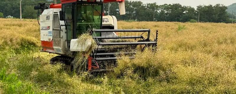 大面积油菜如何收割，可以使用收割机进行收割