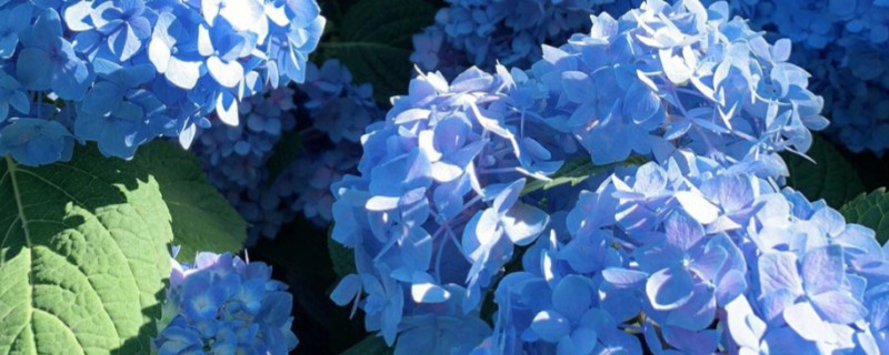 绣球的品种，常见的有无尽夏、万华镜等