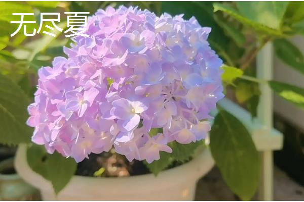 绣球的品种，常见的有无尽夏、万华镜等