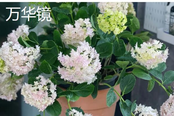 绣球的品种，常见的有无尽夏、万华镜等