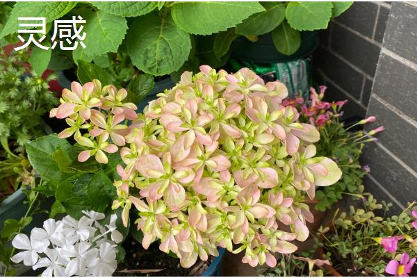 绣球的品种，常见的有无尽夏、万华镜等