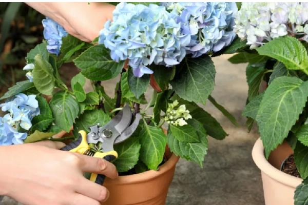 绣球的品种，常见的有无尽夏、万华镜等