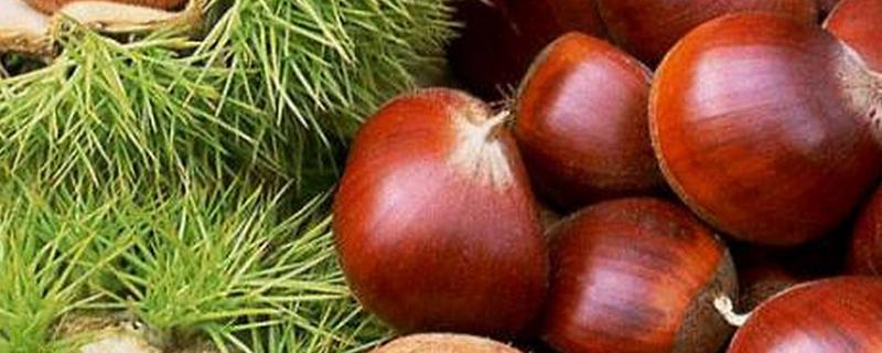 河北遵化市的特产，京东板栗在国内外市场久负盛名