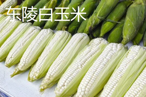 河北遵化市的特产，京东板栗在国内外市场久负盛名