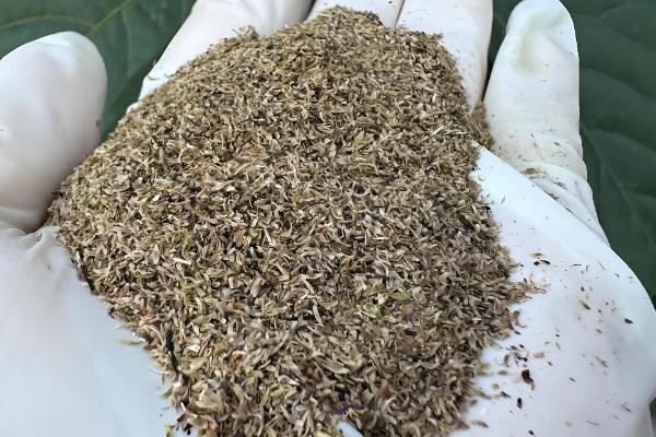 龙胆草怎么种植,株距保持在5-6厘米