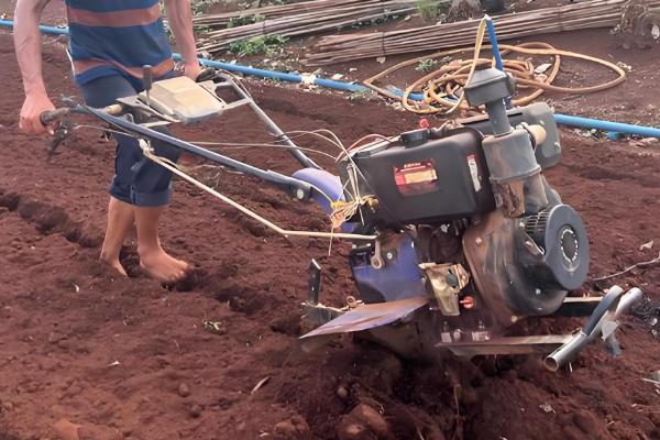 龙胆草怎么种植,株距保持在5-6厘米