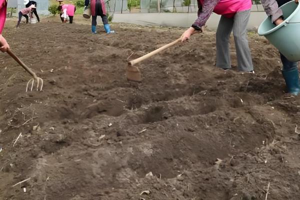 龙胆草怎么种植,株距保持在5-6厘米