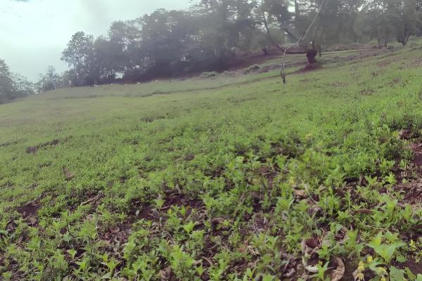 龙胆草怎么种植,株距保持在5-6厘米