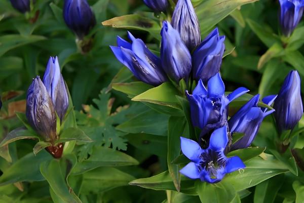 龙胆草怎么种植,株距保持在5-6厘米