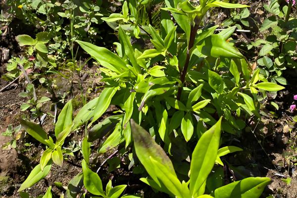 龙胆草怎么种植,株距保持在5-6厘米