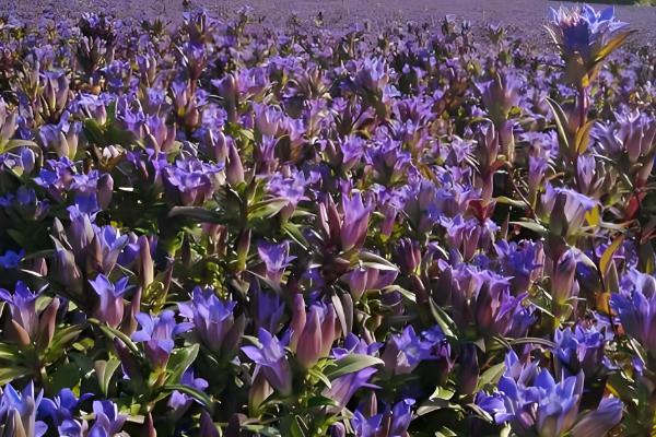 龙胆草怎么种植,株距保持在5-6厘米