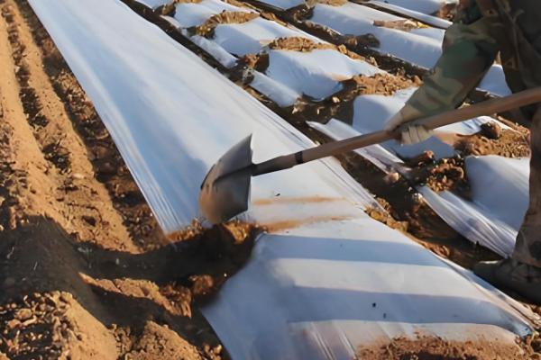 龙胆草怎么种植,株距保持在5-6厘米