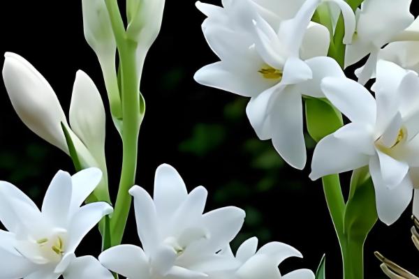 晚香玉是哪种味道，是淡淡的清香