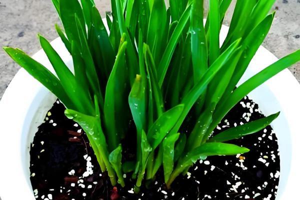 晚香玉是哪种味道，是淡淡的清香