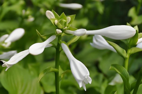 晚香玉是哪种味道，是淡淡的清香