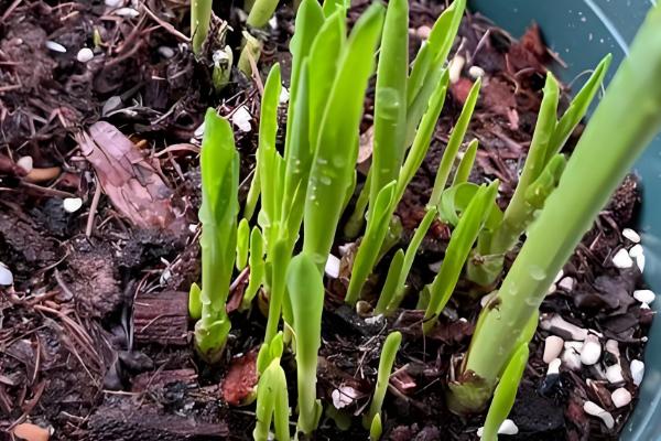 晚香玉是哪种味道，是淡淡的清香