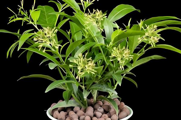 晚香玉是哪种味道，是淡淡的清香