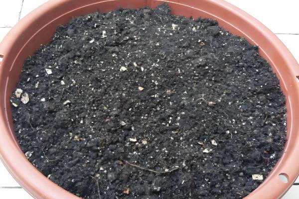 晚香玉是哪种味道，是淡淡的清香