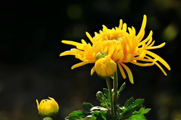 家里适合养什么颜色的菊花，可根据自己的喜好做选择