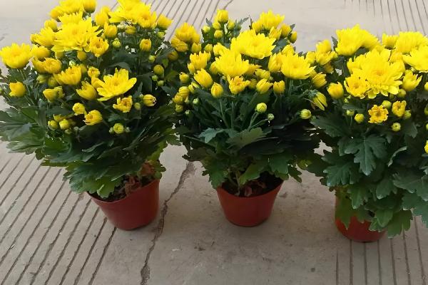 家里适合养什么颜色的菊花，可根据自己的喜好做选择