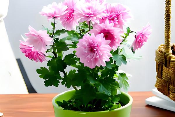 家里适合养什么颜色的菊花，可根据自己的喜好做选择