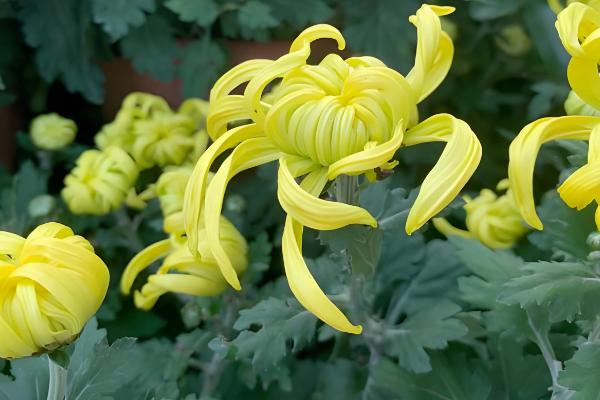 家里适合养什么颜色的菊花，可根据自己的喜好做选择