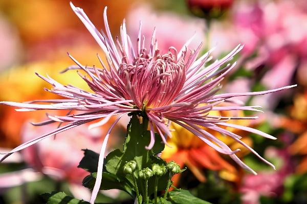 家里适合养什么颜色的菊花，可根据自己的喜好做选择