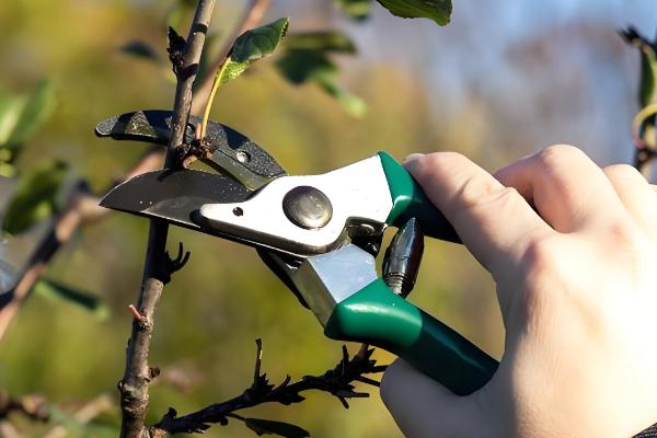 杏树的修剪方法，幼苗期把新稍上面的幼芽剪除