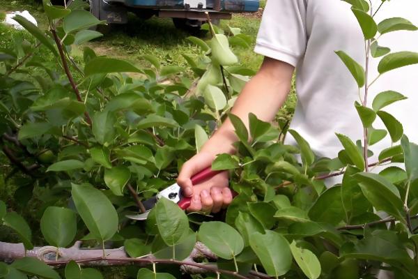 杏树的修剪方法，幼苗期把新稍上面的幼芽剪除