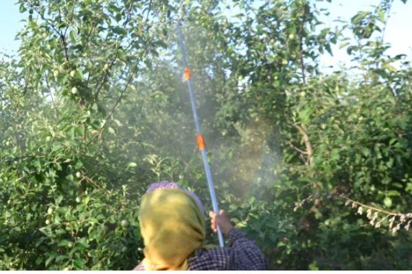 钙肥的简介，是指标明钙含量的肥料