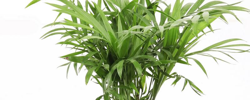 散尾葵适合水培还是土栽，土壤中的养分比较全面