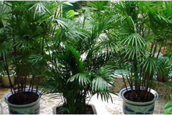 散尾葵适合水培还是土栽，土壤中的养分比较全面