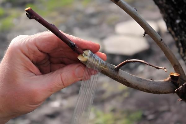 杏树的修剪方法，幼苗期把新稍上面的幼芽剪除