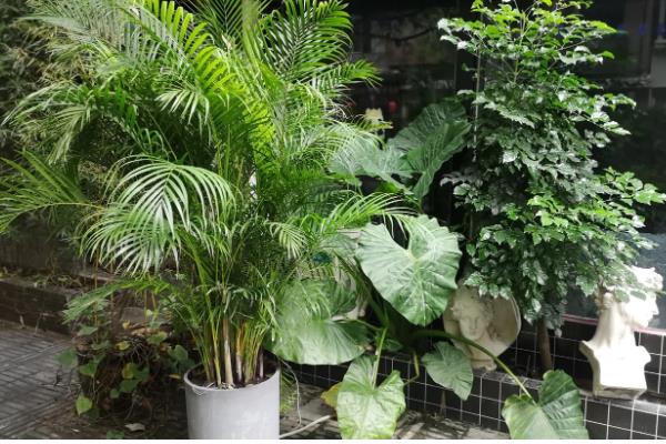 散尾葵适合水培还是土栽，土壤中的养分比较全面