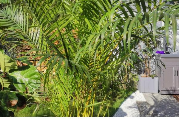 散尾葵适合水培还是土栽，土壤中的养分比较全面