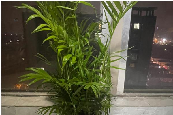 散尾葵适合水培还是土栽，土壤中的养分比较全面