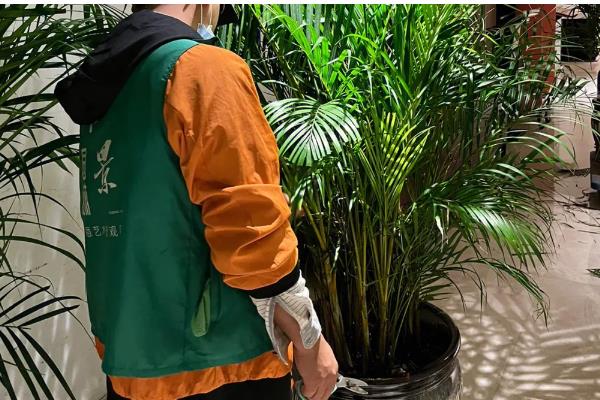 散尾葵适合水培还是土栽，土壤中的养分比较全面