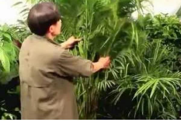 散尾葵适合水培还是土栽，土壤中的养分比较全面