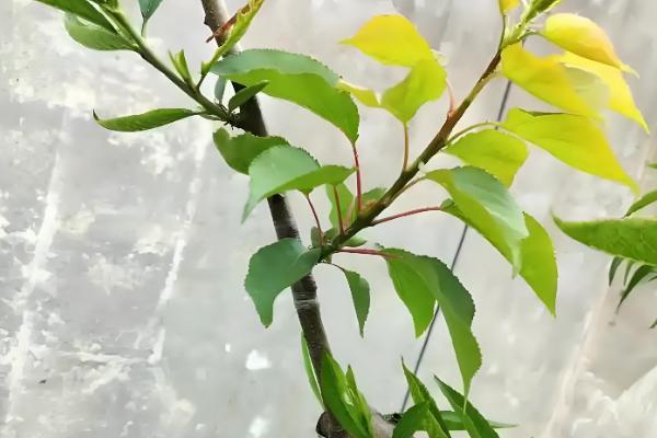 杏树的修剪方法，幼苗期把新稍上面的幼芽剪除