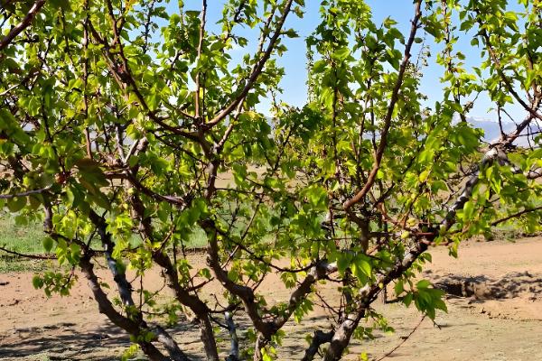杏树的修剪方法，幼苗期把新稍上面的幼芽剪除