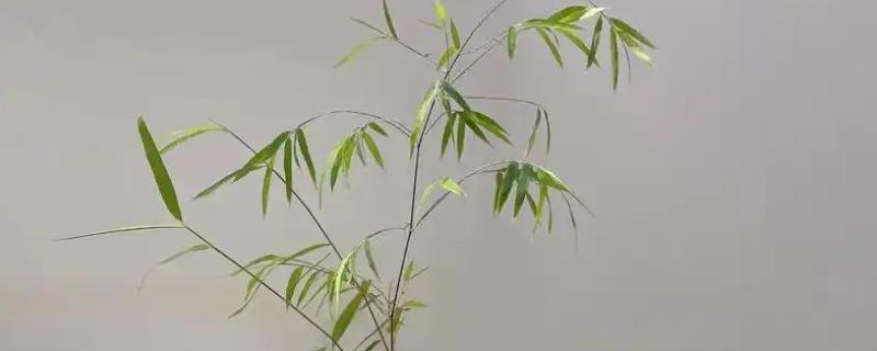 台湾竹有哪些养殖方法，每隔三天为植株浇灌一次水分