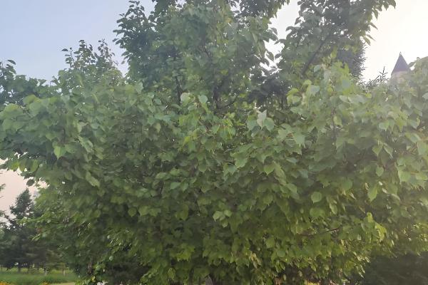 杏树的修剪方法，幼苗期把新稍上面的幼芽剪除