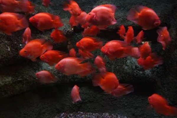 红鹦鹉晚上鱼缸要开灯吗，晚上关灯最好