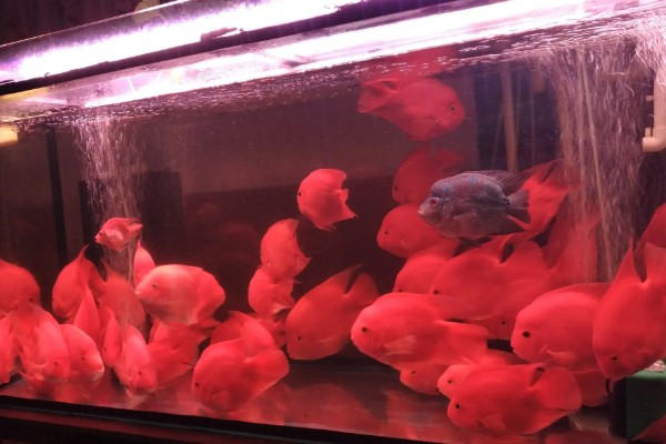 红鹦鹉晚上鱼缸要开灯吗，晚上关灯最好