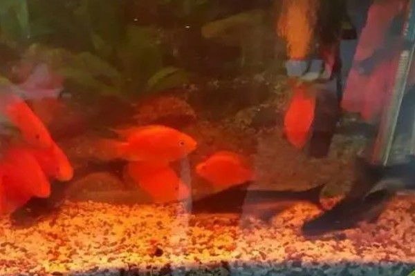 红鹦鹉晚上鱼缸要开灯吗，晚上关灯最好